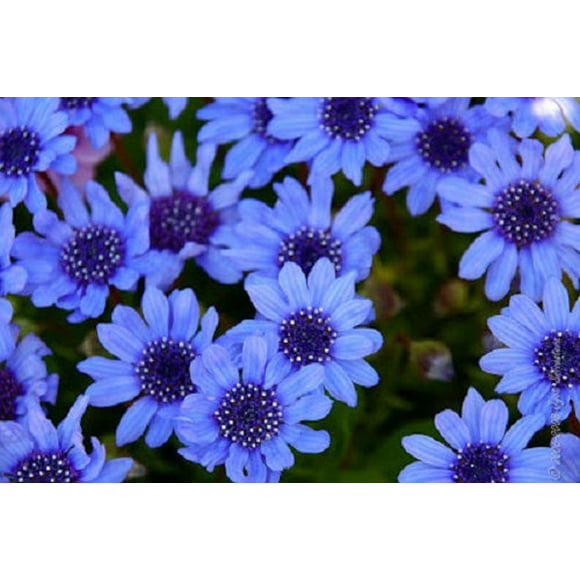 50Pcs Heirloom Rare Purple Blue 'Spider' Chrysanthemum Perennial Flowers Daisy
